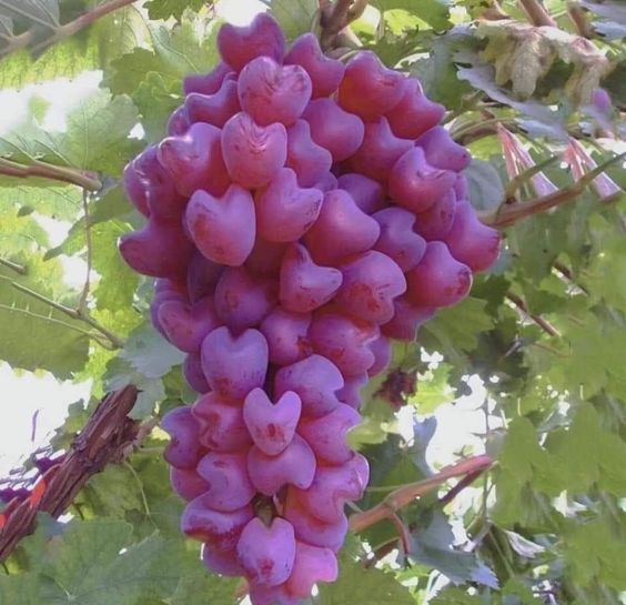 Delightfully Charming Vines: Delectable Temptations You'll Struggle To Resist - Nature and Life