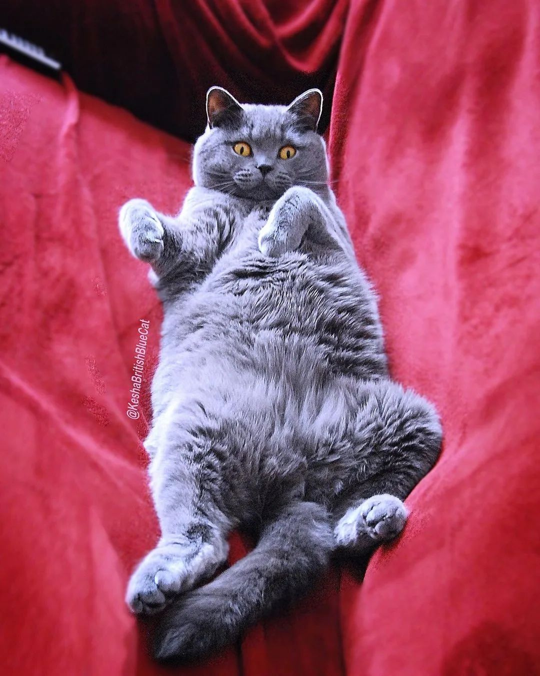 Meet The Beautifully Blue British Shorthair Cat — The Teddy Bear Of The Cat World