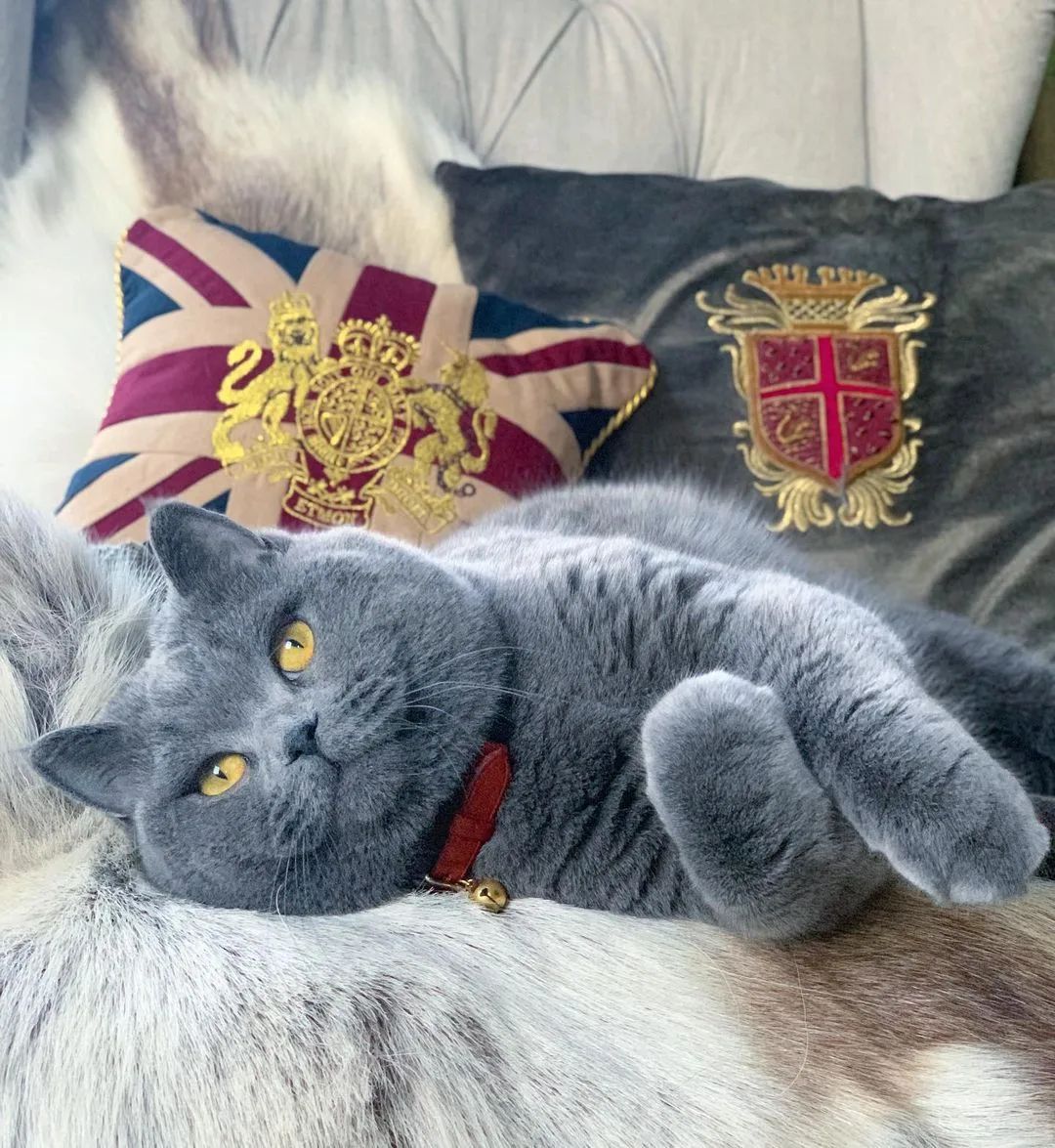 Meet The Beautifully Blue British Shorthair Cat — The Teddy Bear Of The Cat World