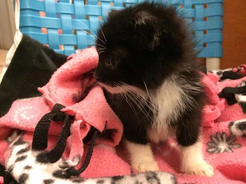 Camera Catches Man Leaving Kitten In Box In Front Of Closed Pet Store