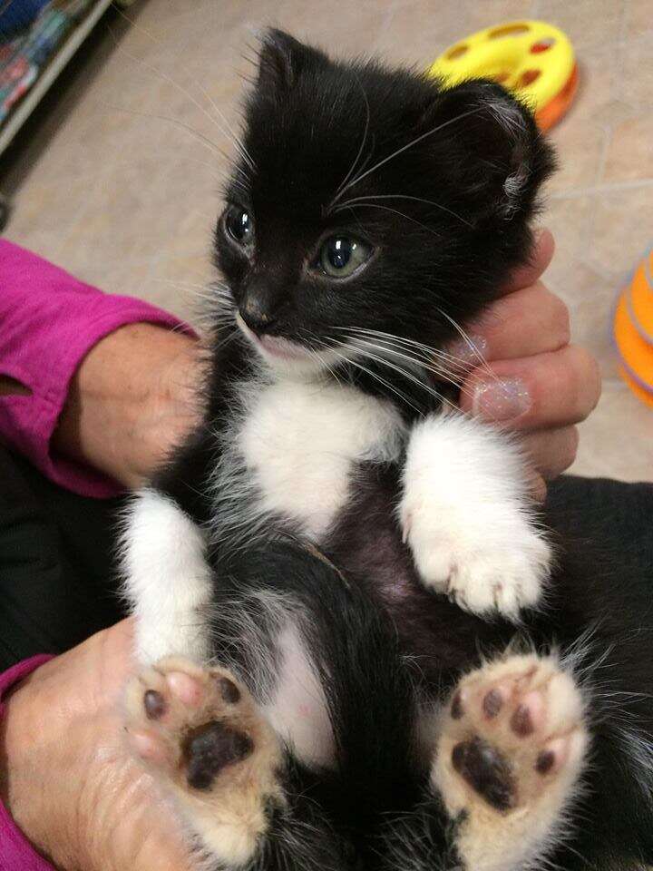 Camera Catches Man Leaving Kitten In Box In Front Of Closed Pet Store