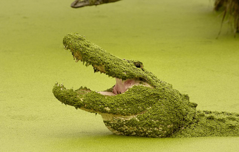 Lake Griffiп, known as the cradle of the "Zombie Crocodile", is the body of water that turns ordinary crocodiles into zombies - Pet Care Blog