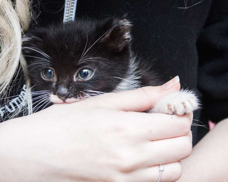 Camera Catches Man Leaving Kitten In Box In Front Of Closed Pet Store