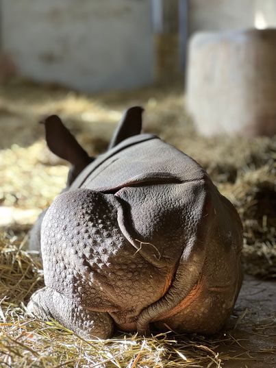 Kansas zoo celebrates birth of endangered Indian rhino calf