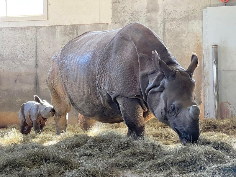 Kansas zoo celebrates birth of endangered Indian rhino calf