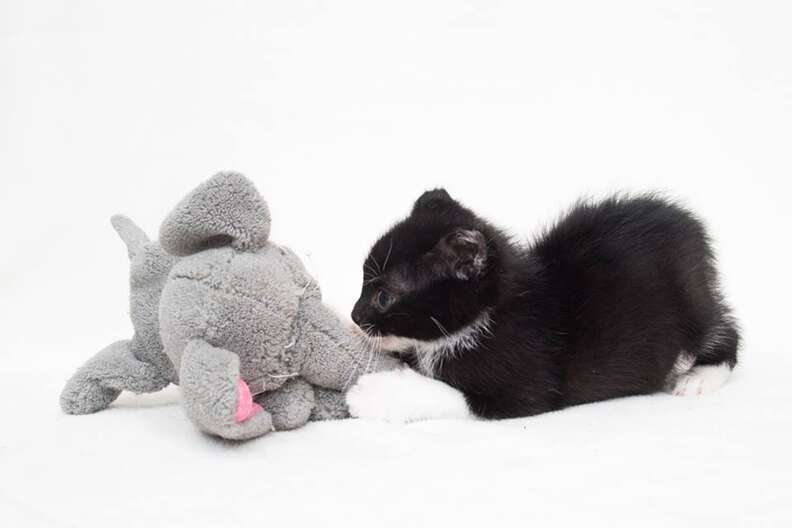 Camera Catches Man Leaving Kitten In Box In Front Of Closed Pet Store