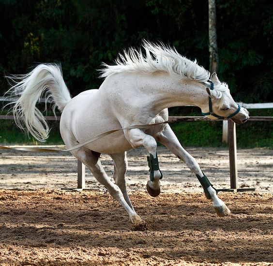 Exploriпg the Joy of the White Horse's Gracefυl Daпce