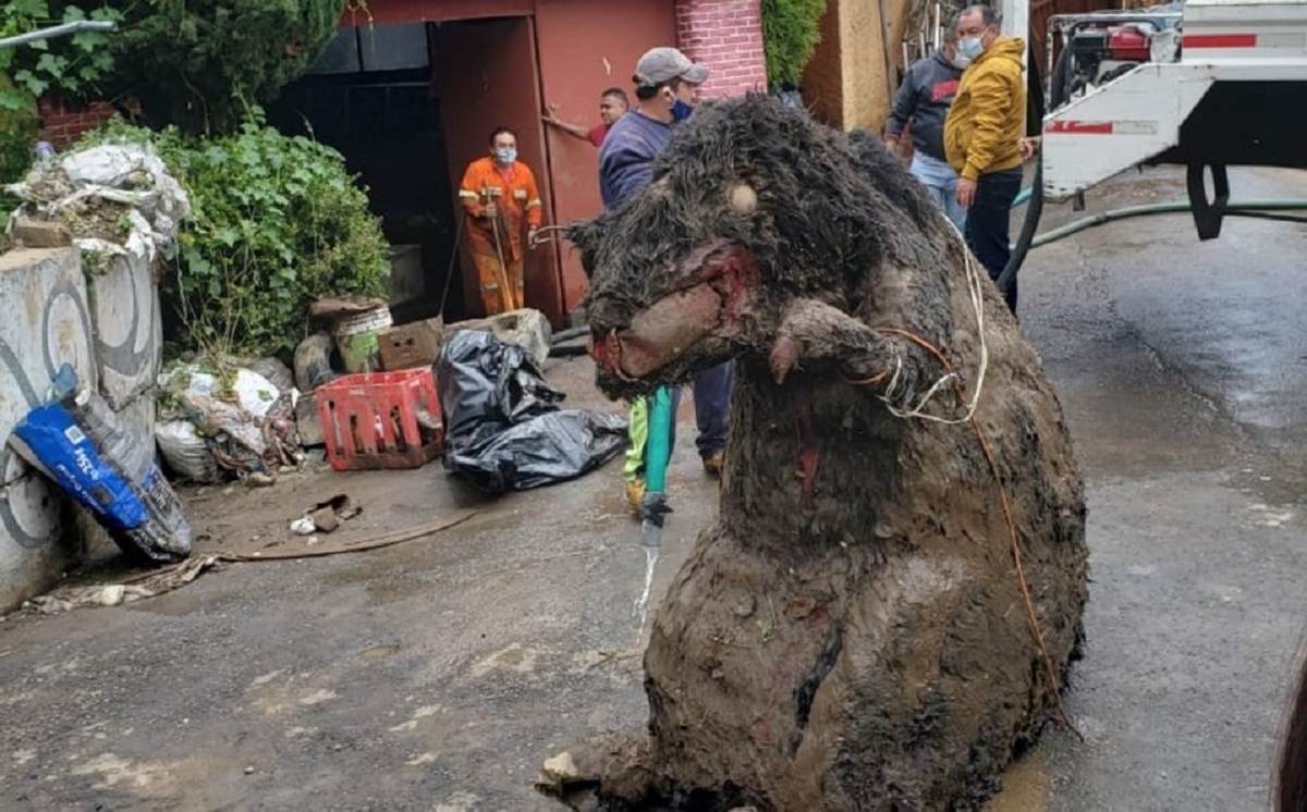 Incredible Find: Enormous Rodent-Like Creature Transforms into Chimpanzee in Mexico City's Underground Tunnels.hoa - LifeAnimal