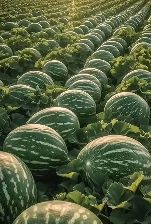 Exploring the Enchanting Watermelon Oasis: A Sumptuous Haven Of Giant Fruits And Delightful Delicacies! - Nature and Life