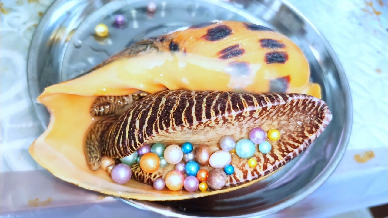 "Incredible Papaya Snail Filled with Pearls - An Amazing Rarity!"