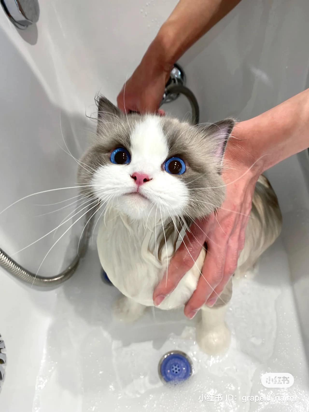 Angry face of cute cat when first bathed - Yeudon