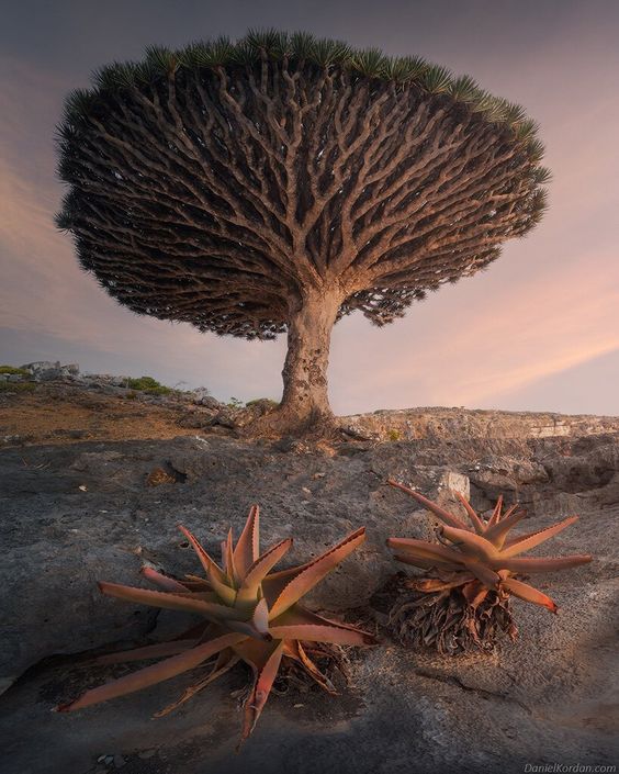 Preserving the Majestic Socotra Dragon Tree: An Iconic Desert Species in Dire Need of Protection - bumkeo