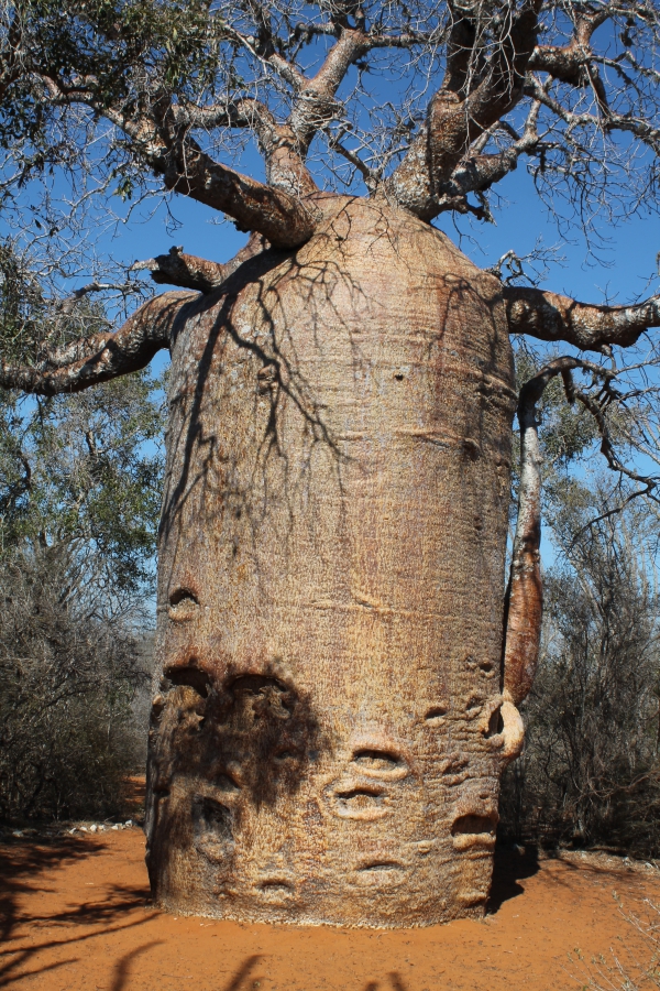 Amazing Baobab tree in Madagascar