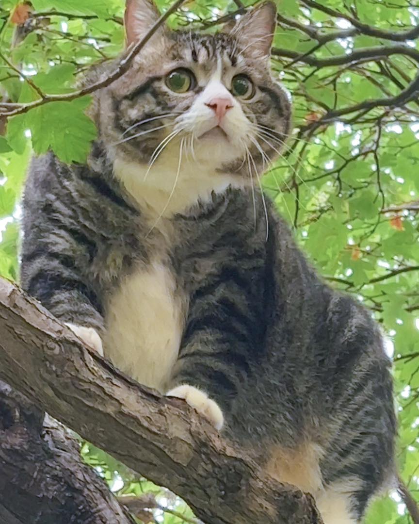 The cute pleading face of the cat hanging on a tree but not knowing how to come down. - Yeudon