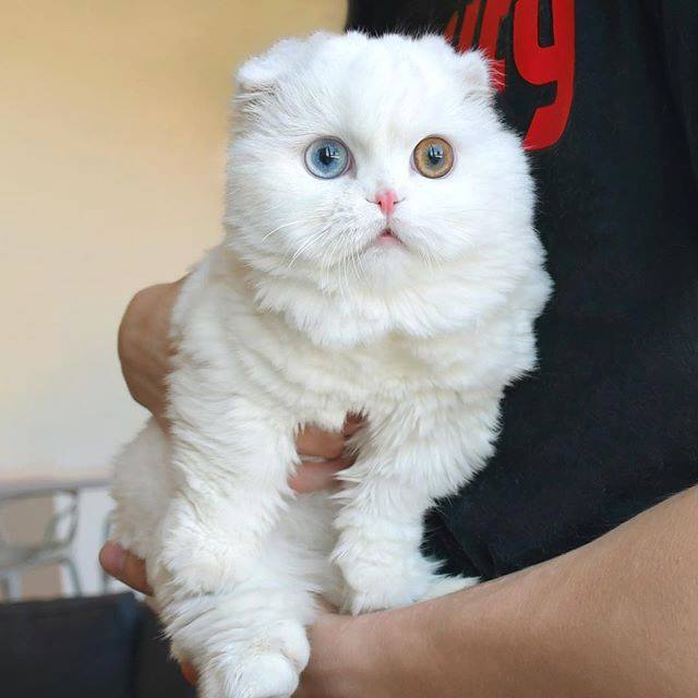 Introduction of a cat named "super cat" because of its perfect beauty with its ears folded and two-colored eyes. - Yeudon