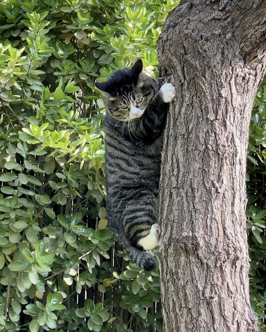 The cute pleading face of the cat hanging on a tree but not knowing how to come down. - Yeudon