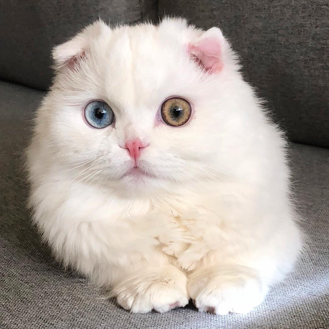 Introduction of a cat named "super cat" because of its perfect beauty with its ears folded and two-colored eyes. - Yeudon