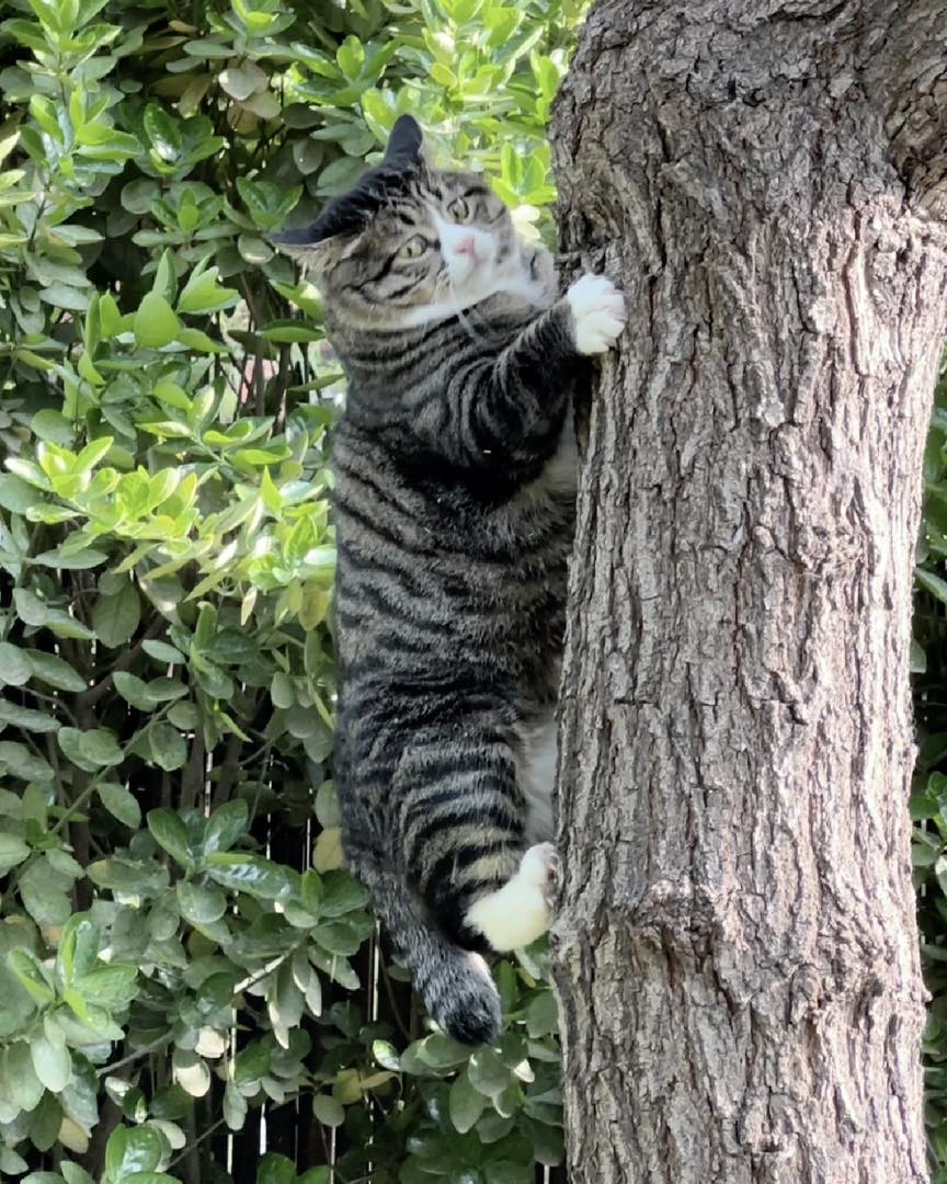 The cute pleading face of the cat hanging on a tree but not knowing how to come down. - Yeudon