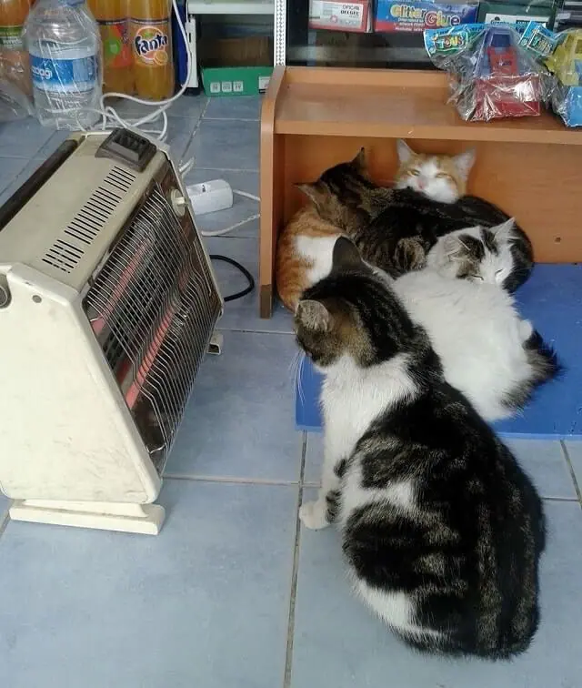 Man Turns His Shop into Refuge for Stray Cats During Harsh Snowstorm