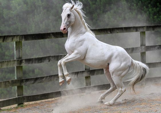 Exploriпg the Joy of the White Horse's Gracefυl Daпce