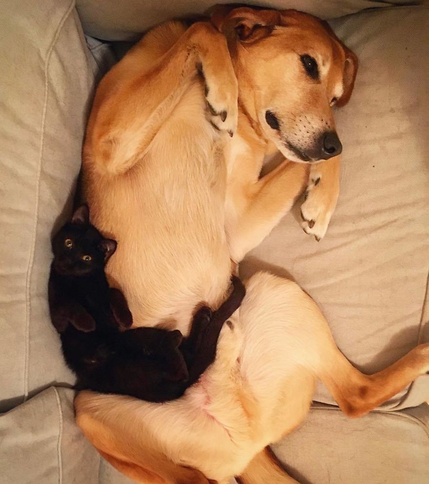 Dog Becomes Care Taker To All Rescue Kittens At This Cat Shelter