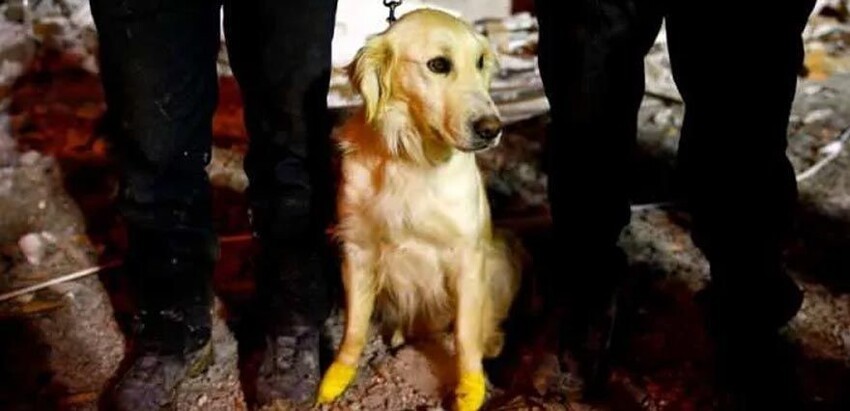 In Turkey, a dog with injured paws found 5 people under the rubble