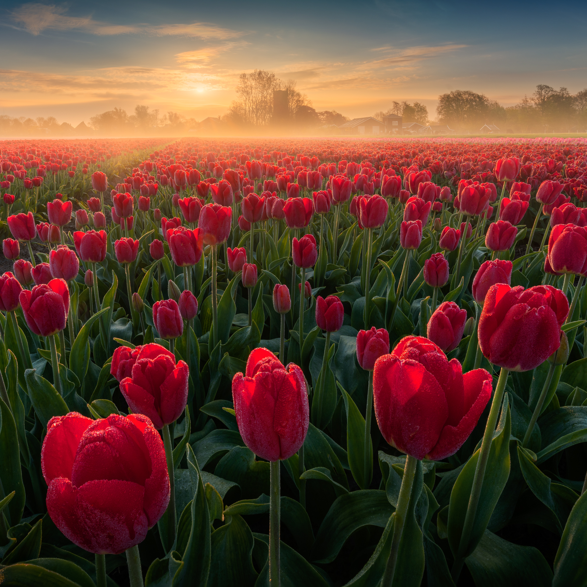 Unveiling the Enchanting Beauty of Dutch Tulip Fields - bumkeo