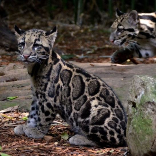 Rarest Sighting: ‘Extinct’ Leopard Spotted in Taiwan After Over Three Decades