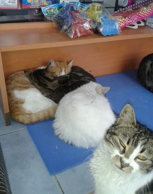 Man Turns His Shop into Refuge for Stray Cats During Harsh Snowstorm