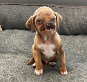 From Struggles to Joy: The Remarkable Journey of the World's Ugliest Dog, Overcoming Challenges and Finding Happiness