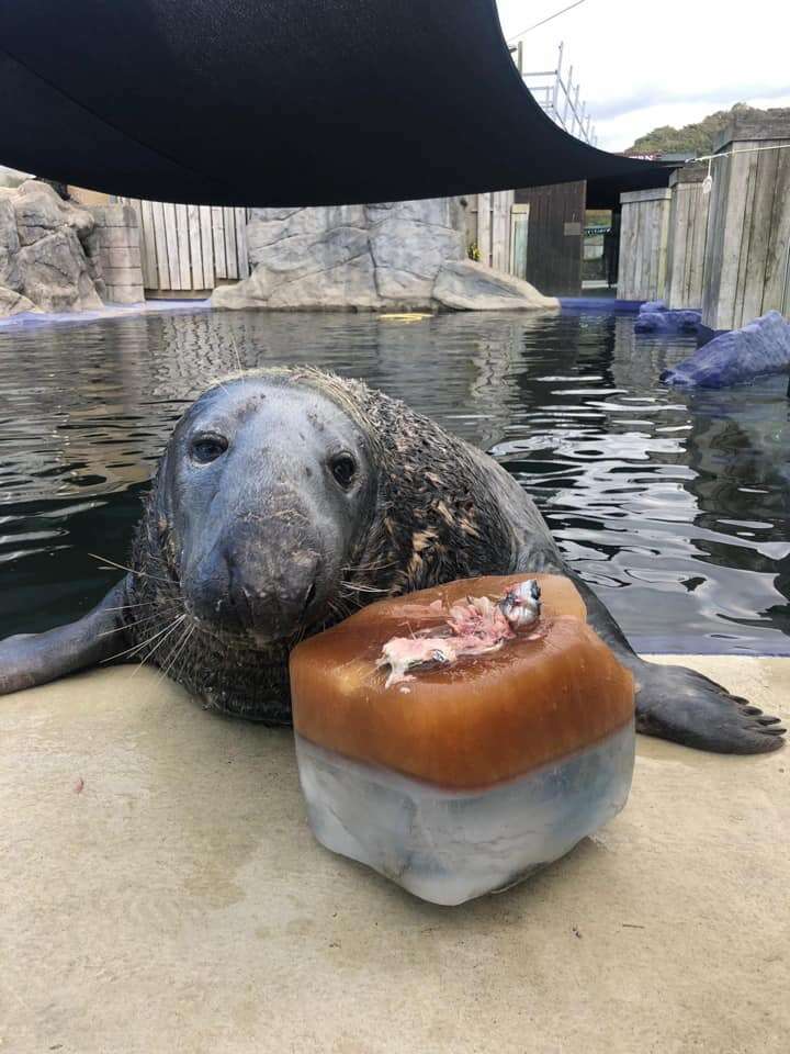 Seal Gets A Giant Ice And Fish Cake For His Birthday And Couldn’t Look Happier