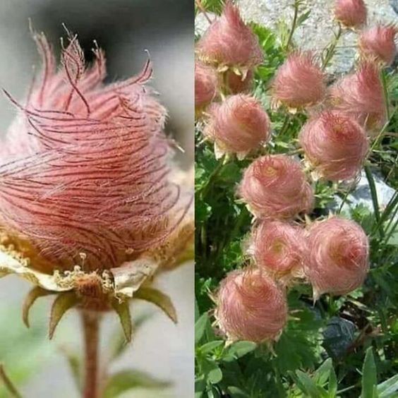 "Discovering the Charm of Nature's Enchanting Treasure: The Alluring Prairie Smoke Flowers." - bumkeo