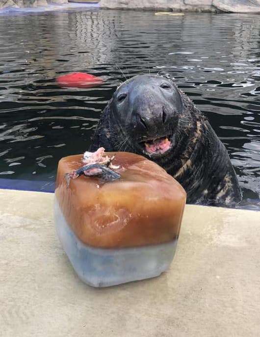Seal Gets A Giant Ice And Fish Cake For His Birthday And Couldn’t Look Happier