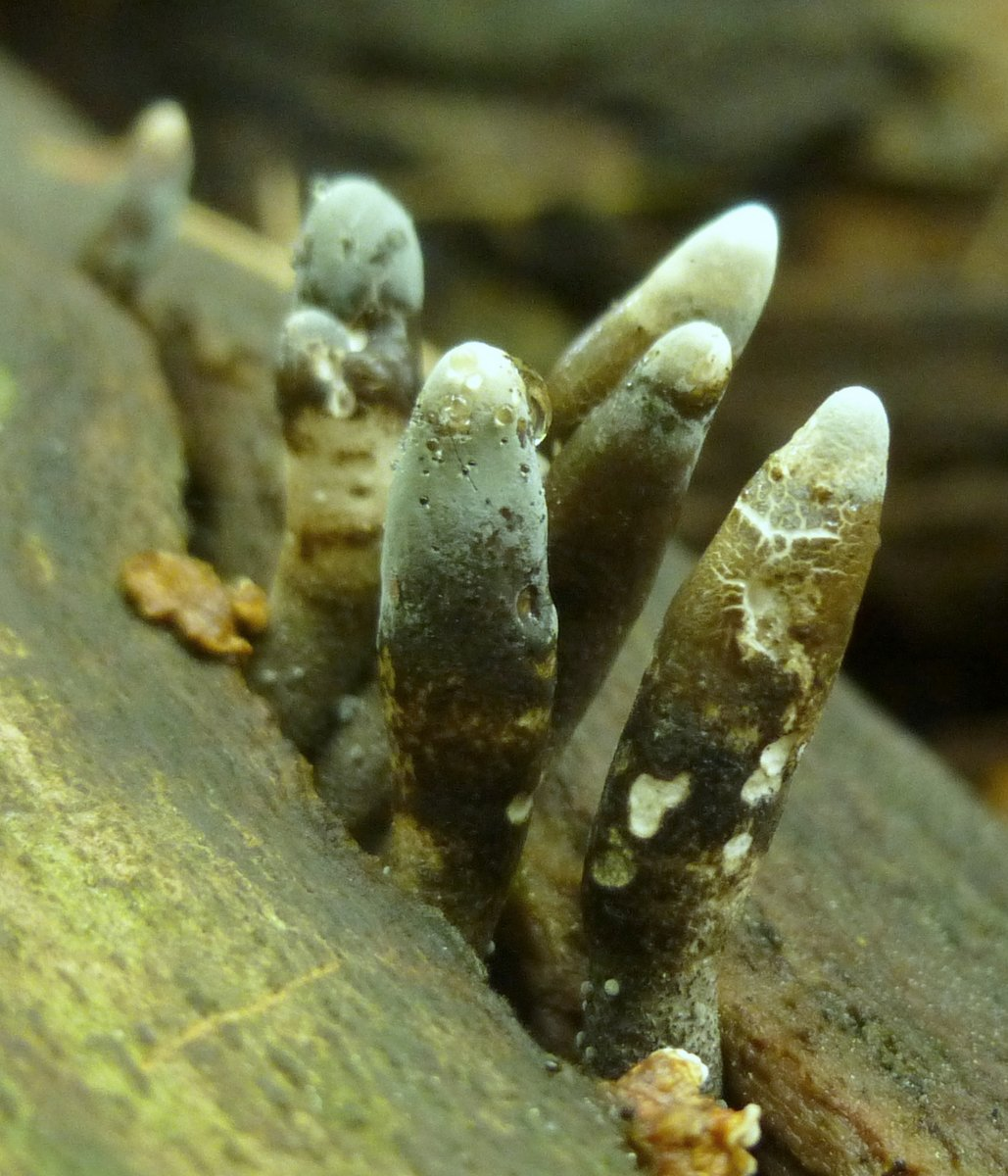 This Creepy-Looking Fungus Known as "Dead Man's Fingers"