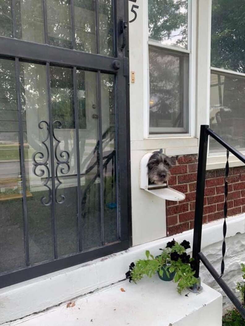 Dog Sticks His Head Out Of His Mailbox Every Morning To Greet His Neighbors