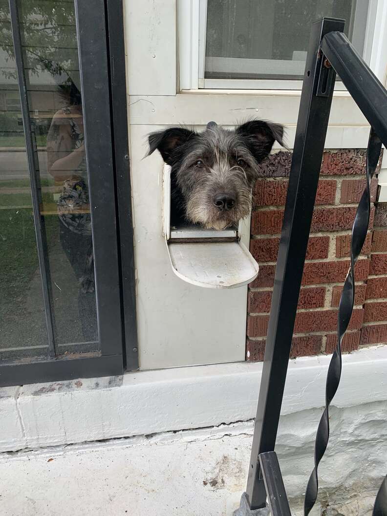 Dog Sticks His Head Out Of His Mailbox Every Morning To Greet His Neighbors