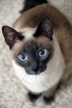 "Discover 10 Gorgeous Cat Breeds That'll Steal Your Heart" - Yeudon