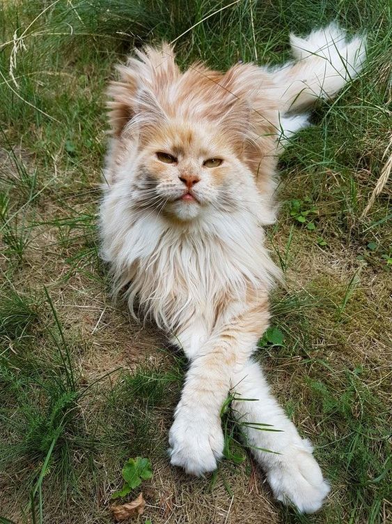 The Maine Coon Mystique: Understanding the Distinctive Personality of These Graceful Feline Companions - Yeudon