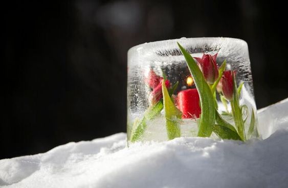 Elegance Carved In Ice: Discovering The Enchanting Beauty Of Winter's Frozen Flowers - Nature and Life