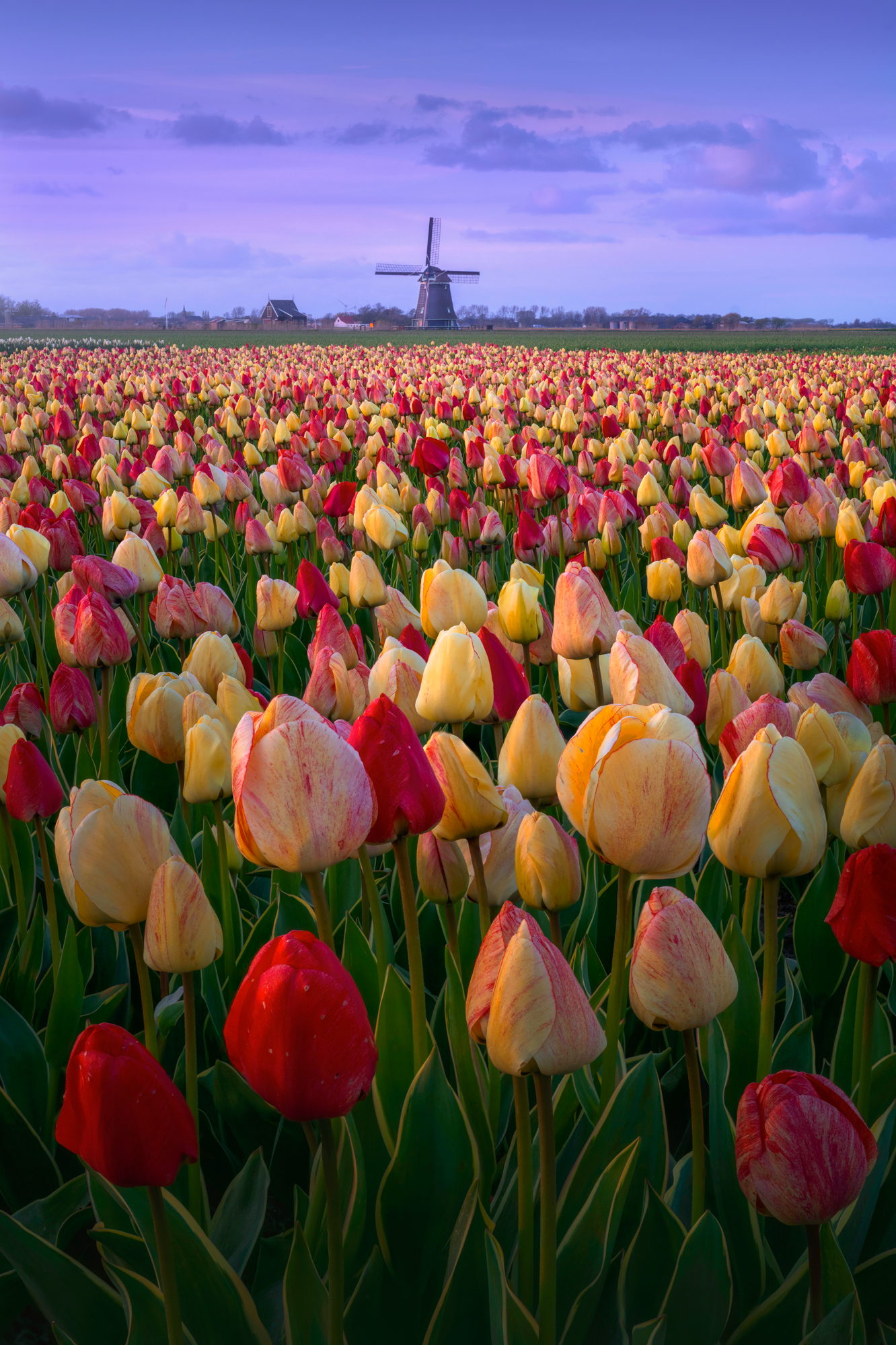 Unveiling the Enchanting Beauty of Dutch Tulip Fields - bumkeo