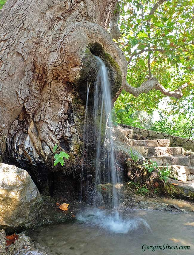 Thriving Against the Odds: Uncovering the Enigmatic Water Source Nurturing a Remarkable Tree. - bumkeo