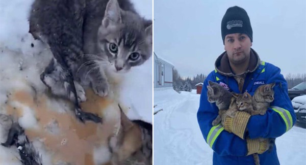 Man rescues kittens frozen in snow with his hot coffee