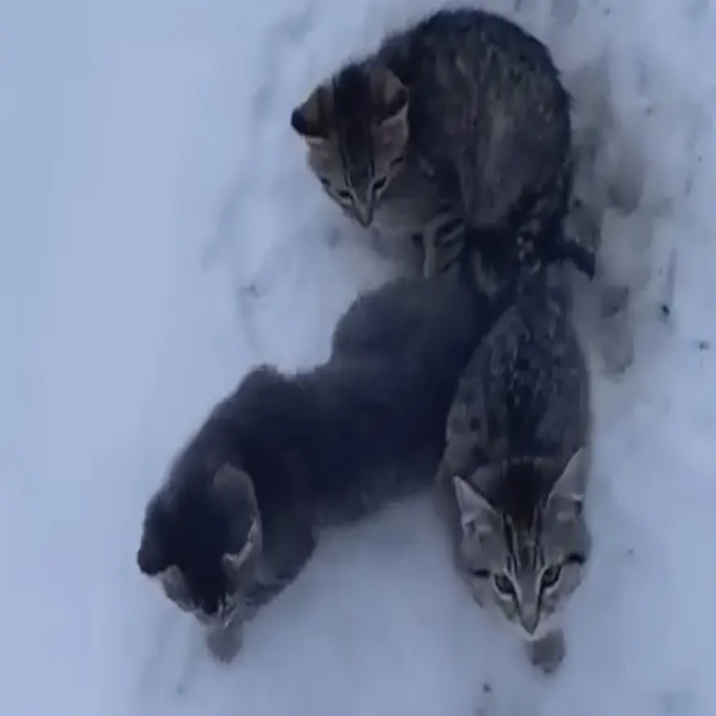 Man rescues kittens frozen in snow with his hot coffee