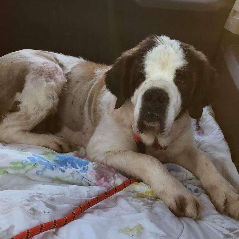 Senior Dog Survives For 2 Weeks Alone In The Snow