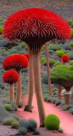 Unveiling The Fascination Of Dragon's Blood Trees: The Mysterious Flora With A Unique Canopy And Abundant Crimson Resin - Nature and Life