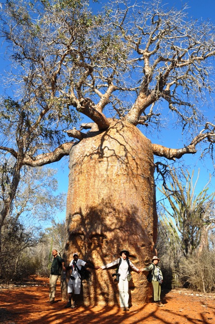 Amazing Baobab tree in Madagascar