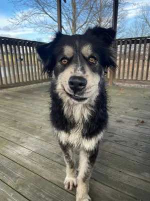 Dog named ‘Pawl Ruff’ goes viral for his resemblance to actor Paul Rudd