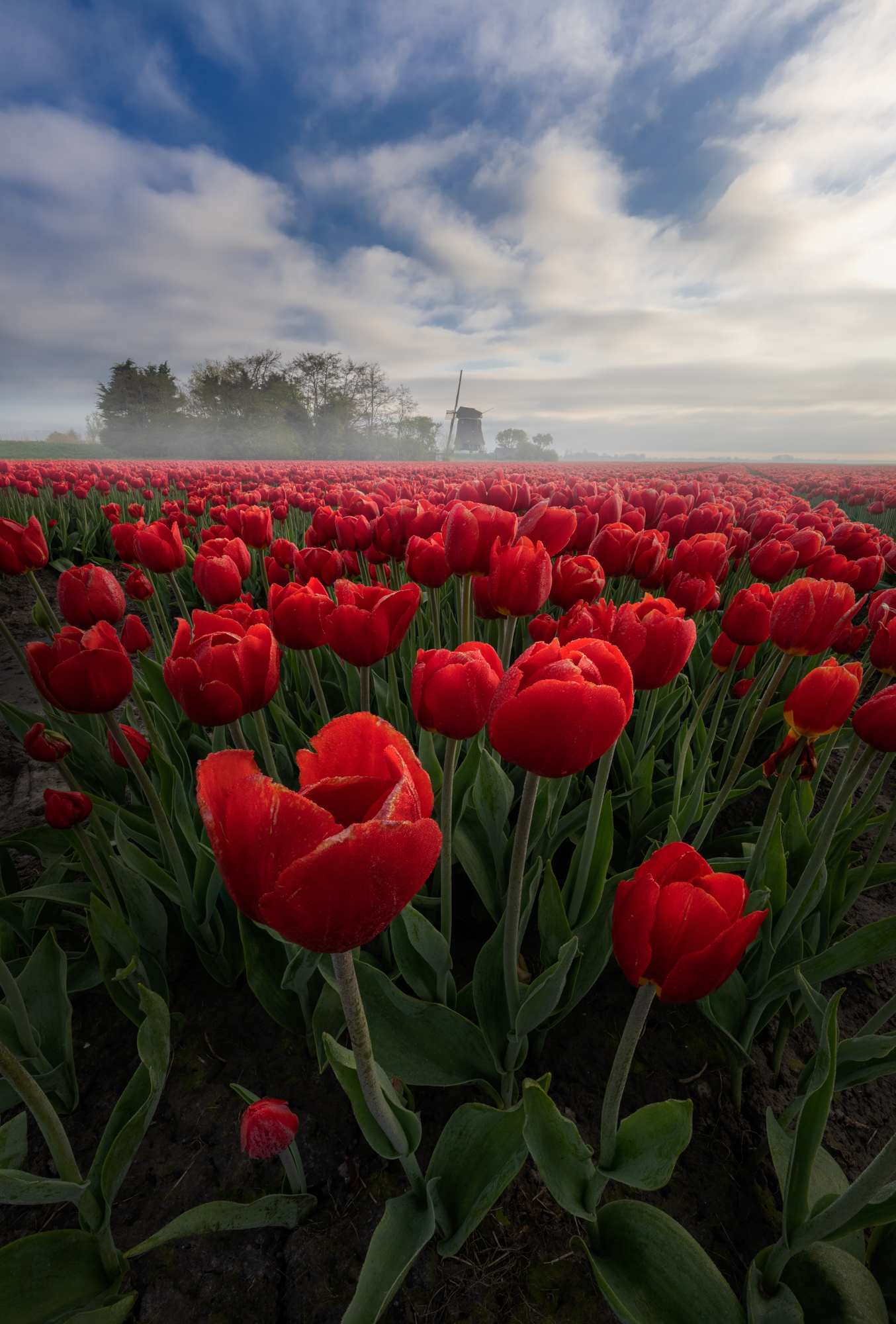 Unveiling the Enchanting Beauty of Dutch Tulip Fields - bumkeo