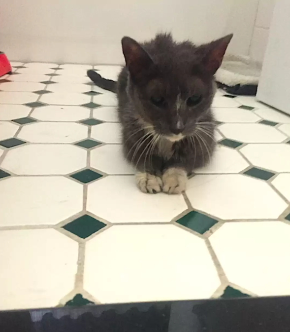 Found Cat 20 Years After She Was Left Alone In Basement