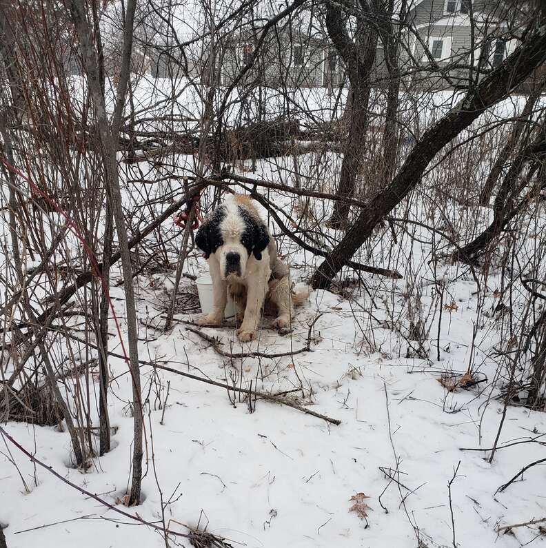 Senior Dog Survives For 2 Weeks Alone In The Snow